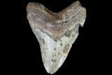 Bargain, Fossil Megalodon Tooth - North Carolina #86962-1